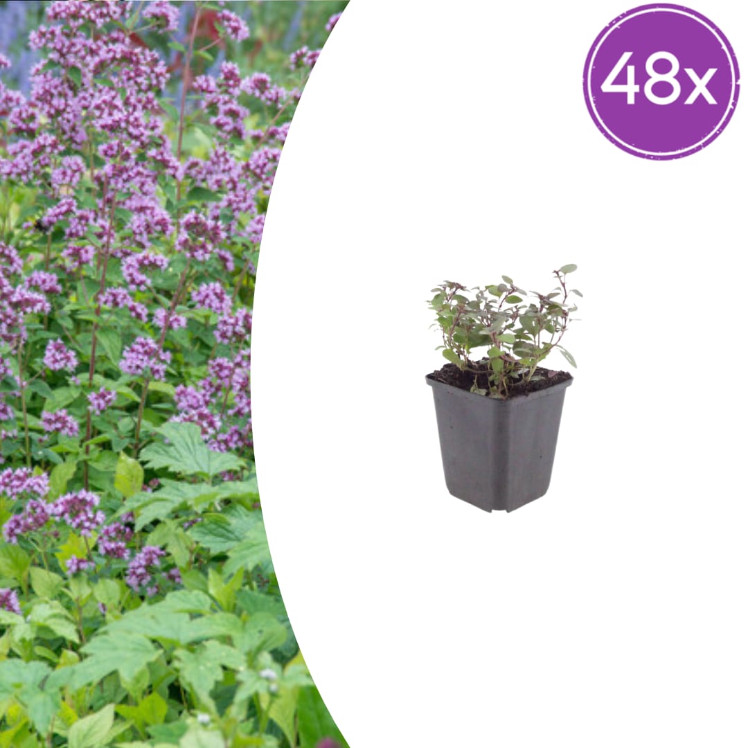 Origanum laevigatum Herrenhausen – Ø9cm – Höhe 10-25cm – Winterharter Zieroregano – Bienenfreundlich – Für Beet & Steingarten