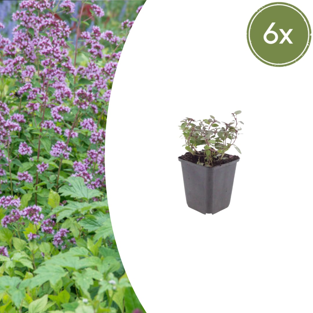 Origanum laevigatum Herrenhausen – Ø9cm – Höhe 10-25cm – Winterharter Zieroregano – Bienenfreundlich – Für Beet & Steingarten