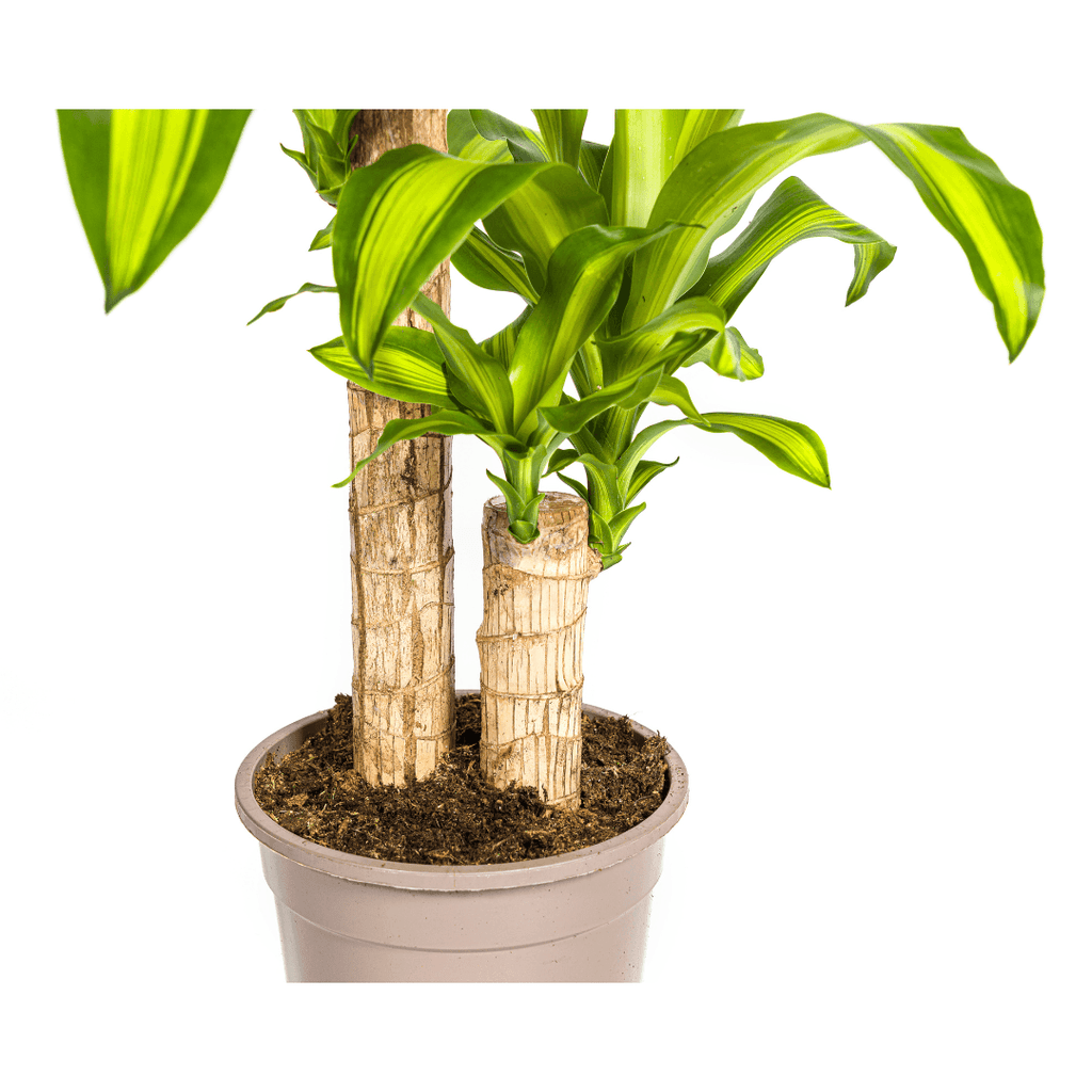 Drachenbaum Dracaena Fragrans Massangeana – Zimmerpflanze – Ø19cm – ↕70-90cm – tropisches Blattwerk – pflegeleicht & robust