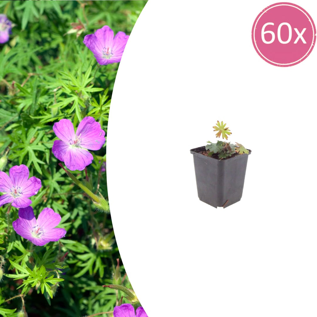Geranium sanguineum Blut – Storchschnabel – Ø9cm – Höhe10-25cm – Blühende Staude für Beet Steingarten Bodendecker