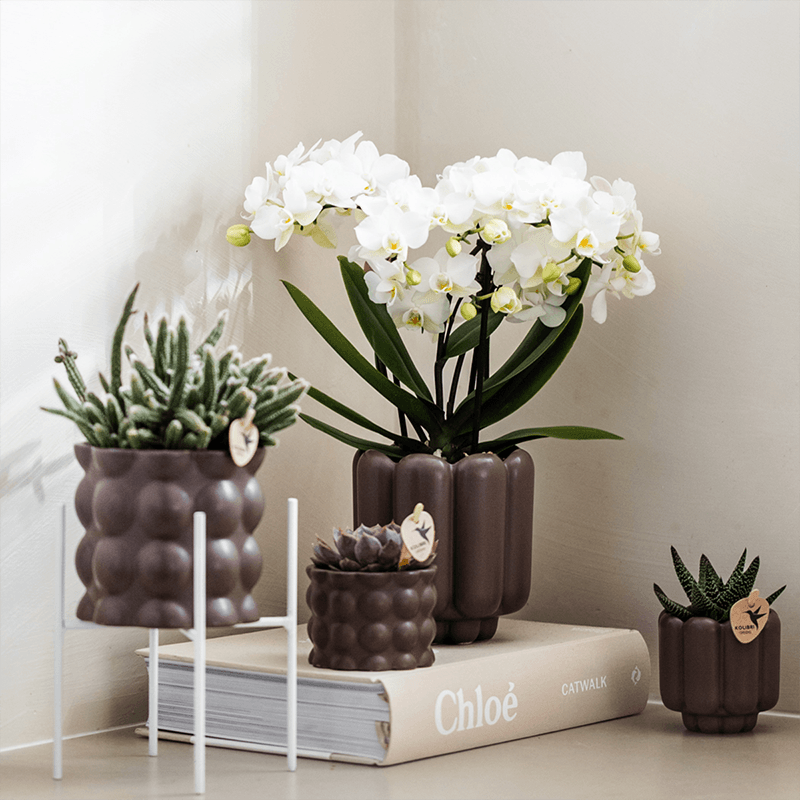 Weiße Phalaenopsis Orchidee – Zürich – Ø9cm – Elegante blühende Zimmerpflanze mit 2-3 kräftigen Trieben – Plant