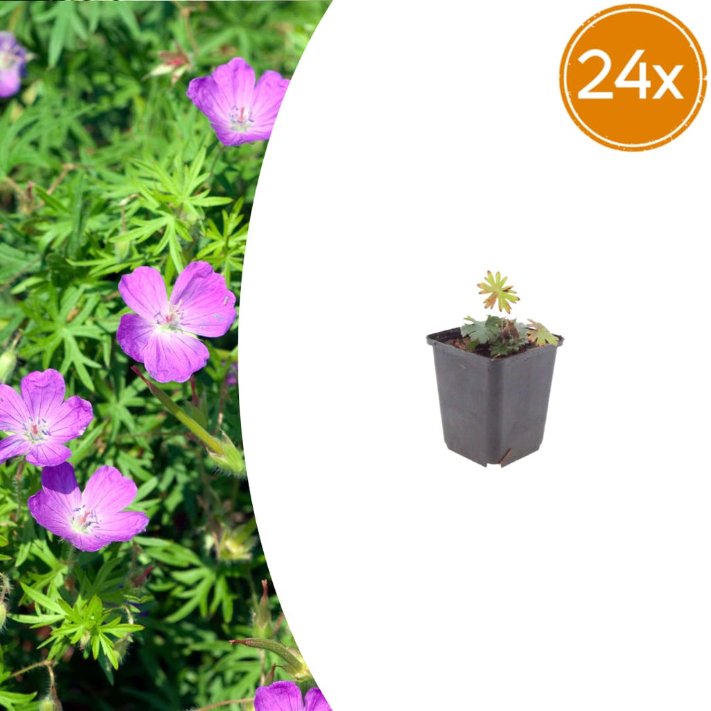 Geranium sanguineum Blut – Storchschnabel – Ø9cm – Höhe10-25cm – Blühende Staude für Beet Steingarten Bodendecker