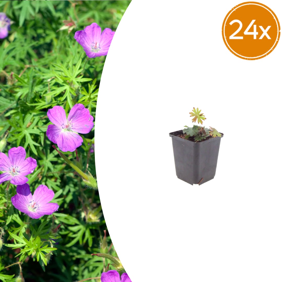 Geranium sanguineum Blut – Storchschnabel – Ø9cm – Höhe10-25cm – Blühende Staude für Beet Steingarten Bodendecker