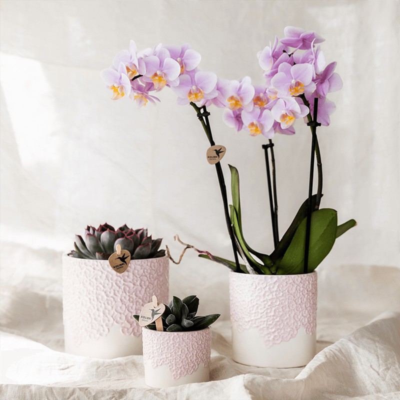 Ziertopf Bloom Pink – Blumentopf Ø9cm – Rosa Übertopf mit Blütenstruktur – Moderner Pflanztopf für Zimmerpflanzen Kräuter Sukkulenten & Deko – Pot