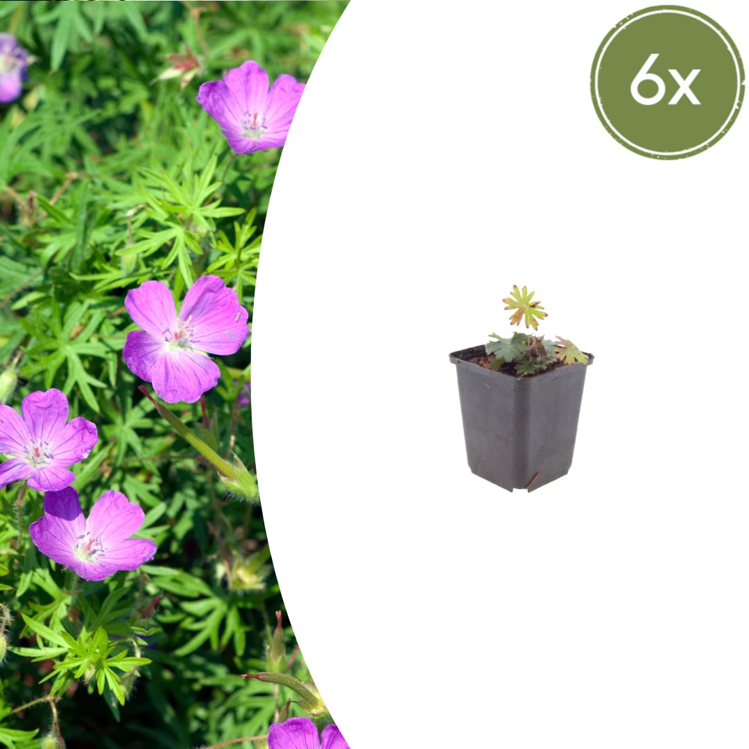 Geranium sanguineum Blut – Storchschnabel – Ø9cm – Höhe10-25cm – Blühende Staude für Beet Steingarten Bodendecker