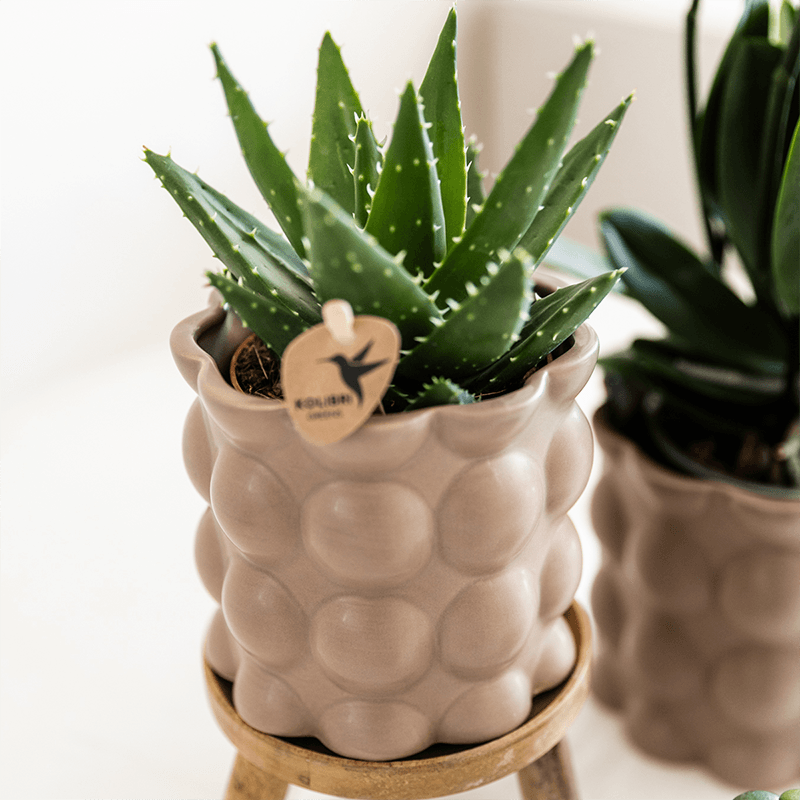 Pflanzenset Cotton Sand – Grüne Pflanzen mit Weißer Phalaenopsis Orchidee Ghent – 3 Keramiktöpfe in Sandfarbe mit Holzständer – Natürlich & stilvoll – Plant