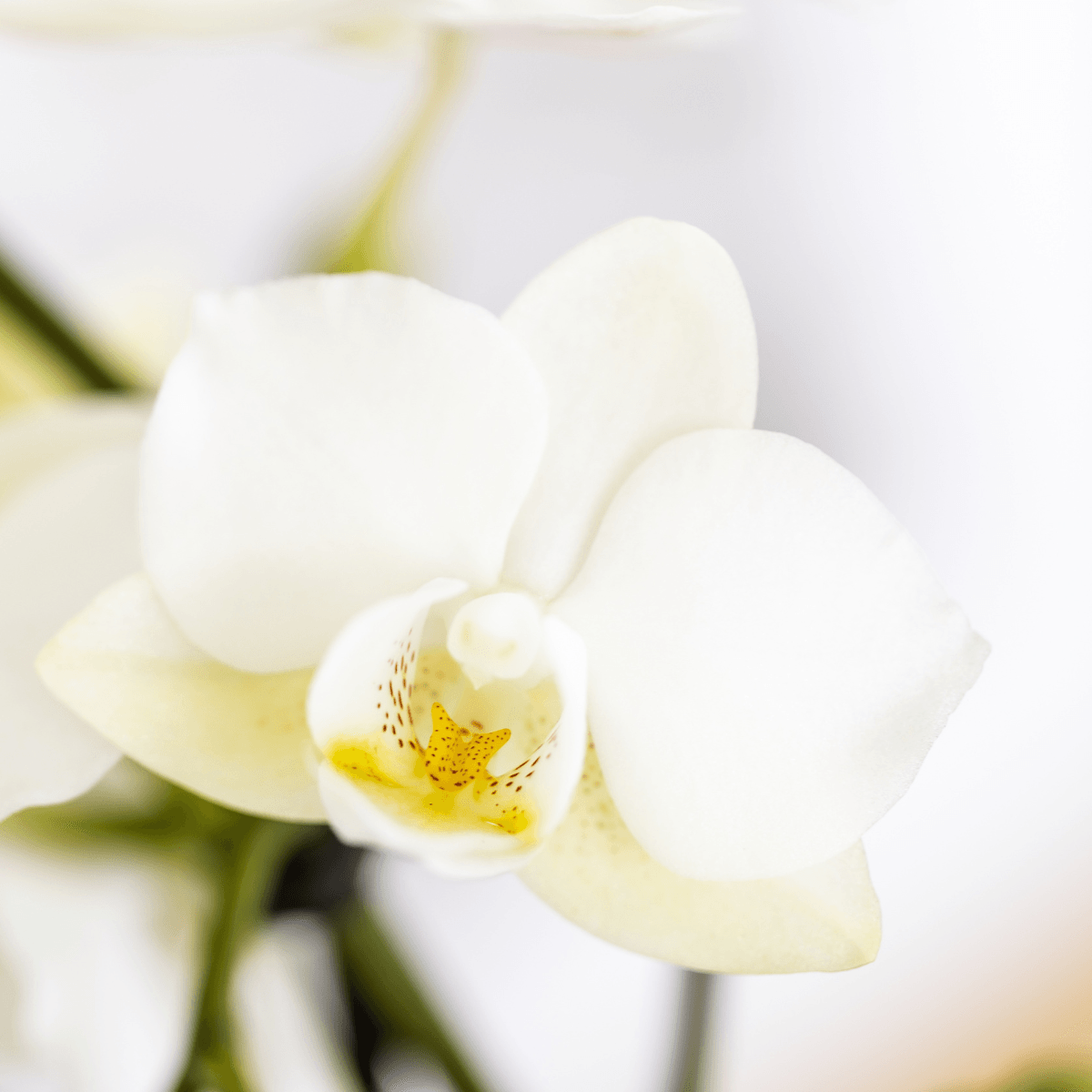 Pflanzenset Mediterranean Sunset – Weiße Phalaenopsis Orchidee Lausanne & Sukkulenten – 3 Pflanzen mit Keramik – Ziertöpfen – Inklusive Tablett – Plant