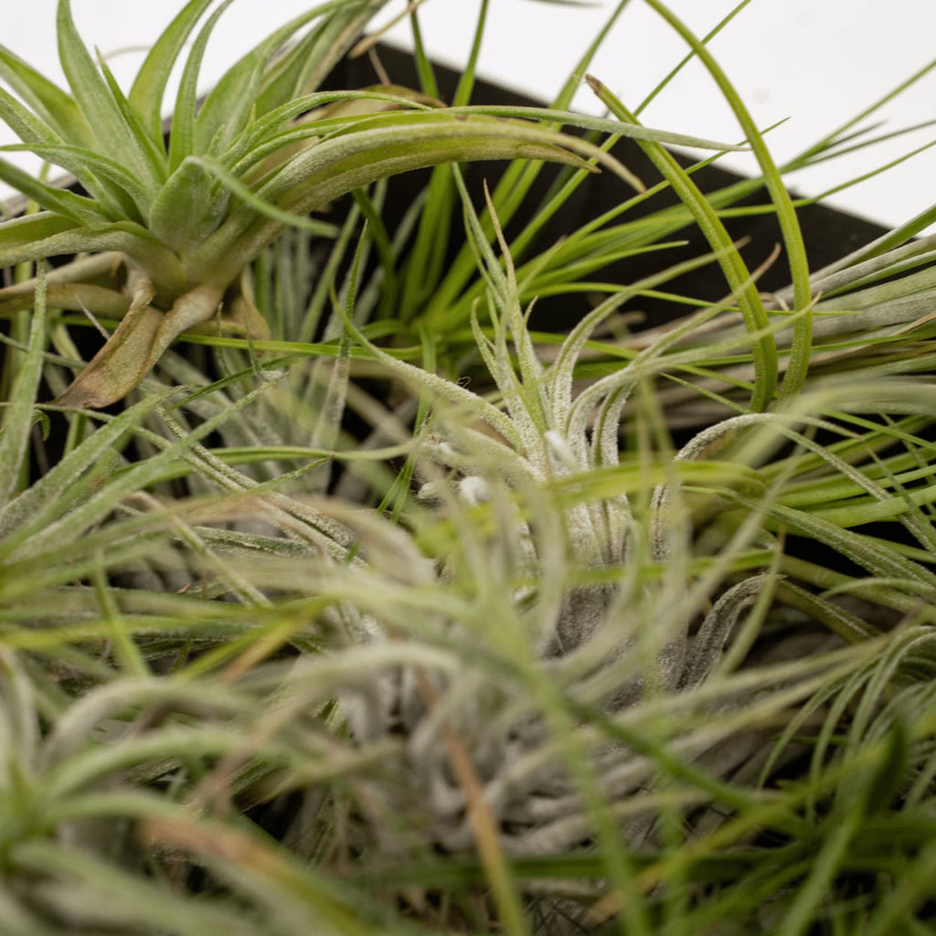 Tillandsia Air Mix – 5 Luftpflanzen – Ø6cm – Pflegeleichte Tillandsien – Mischung – Ohne Erde – Für helle Innenräume & kreative Deko – Plant