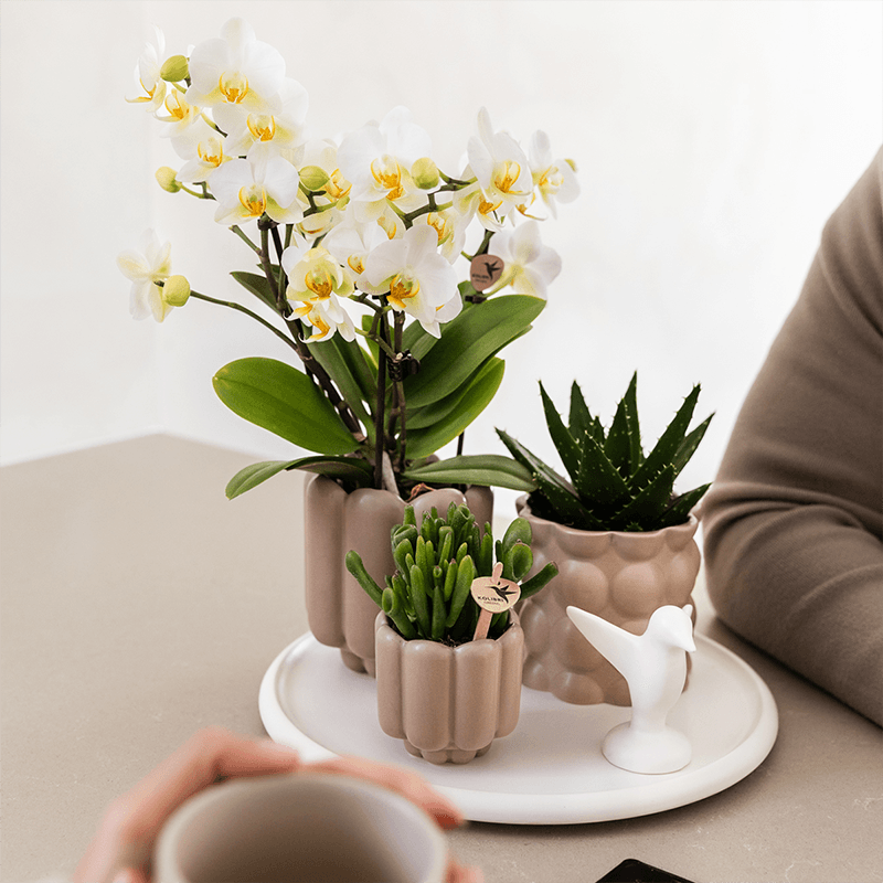 Geschenkset Slow Living – Weiße Phalaenopsis Orchidee mit 2-3 Trieben & 2 Grünpflanzen – Beige Keramiktöpfe auf weißem Tablett – Plant