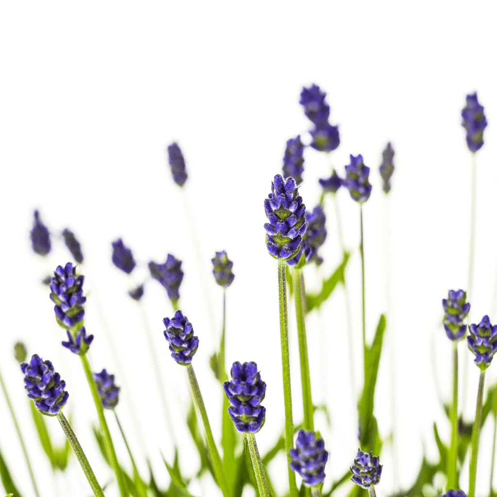 Echter Lavendel Lavandula angustifolia – Ø19cm – Höhe 40–50cm – Duftende Garten- und Balkonpflanze – Bienenfreundlich & Pflegeleicht – Plant