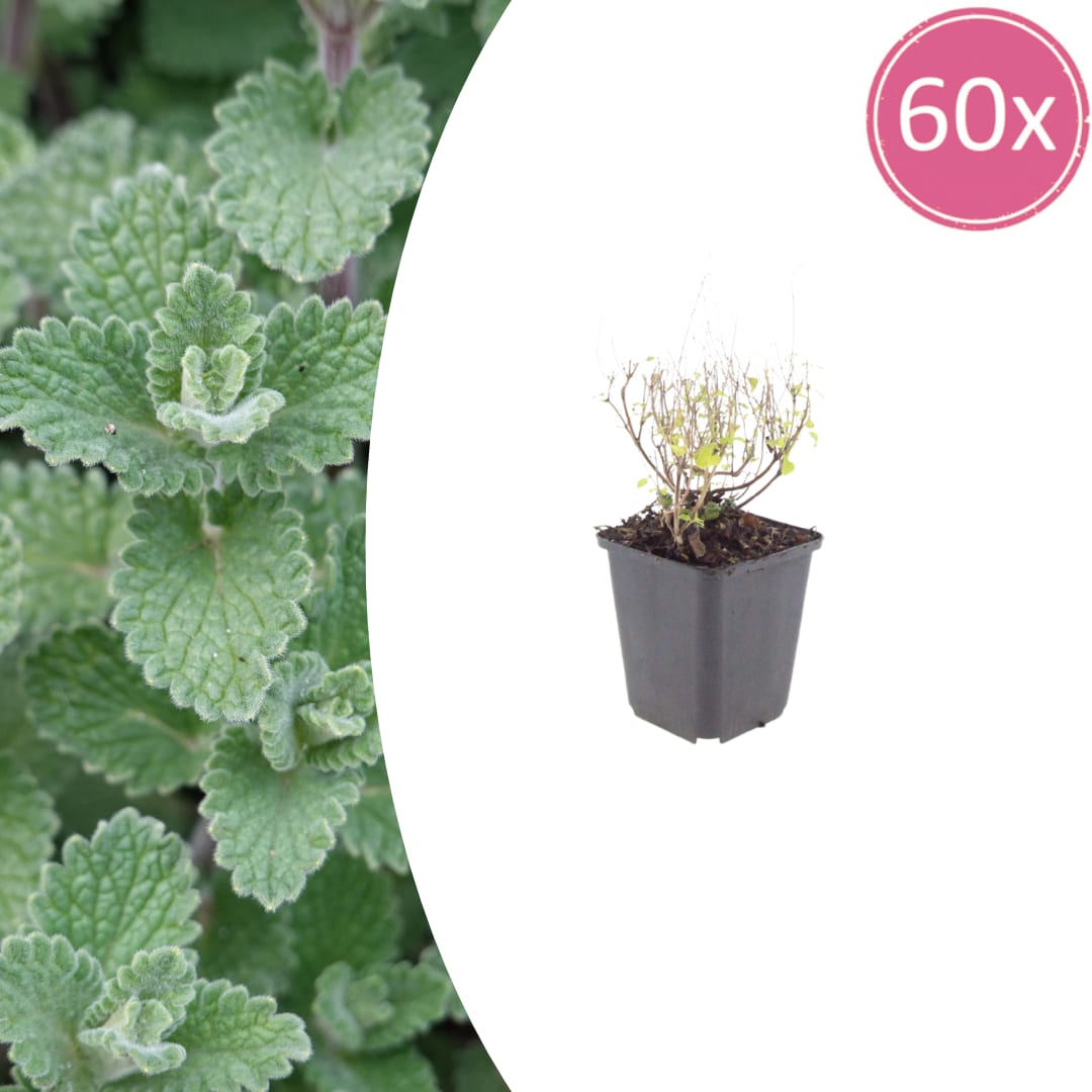 Bergminze Calamintha nepeta – Aromatische Staude für sonnige Beete & Steingarten – Insektenfreundlich & trockenheitsverträglich – Ø9cm