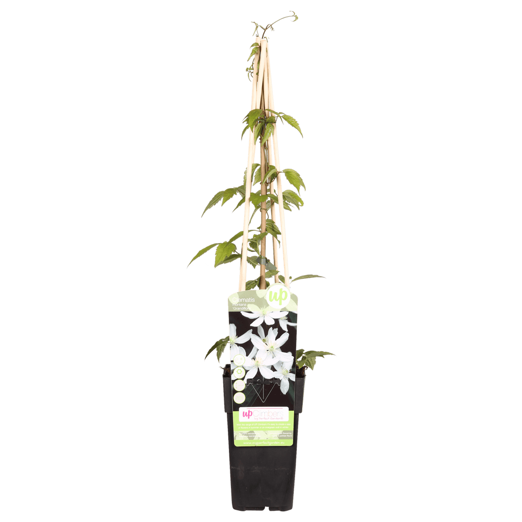 Waldrebe – Clematis Montana 'Grandiflora' – Weiße Blüten – Duftende Kletterpflanze – Ca. 65cm hoch – Ø15cm – Frühjahrsblüher – Plant