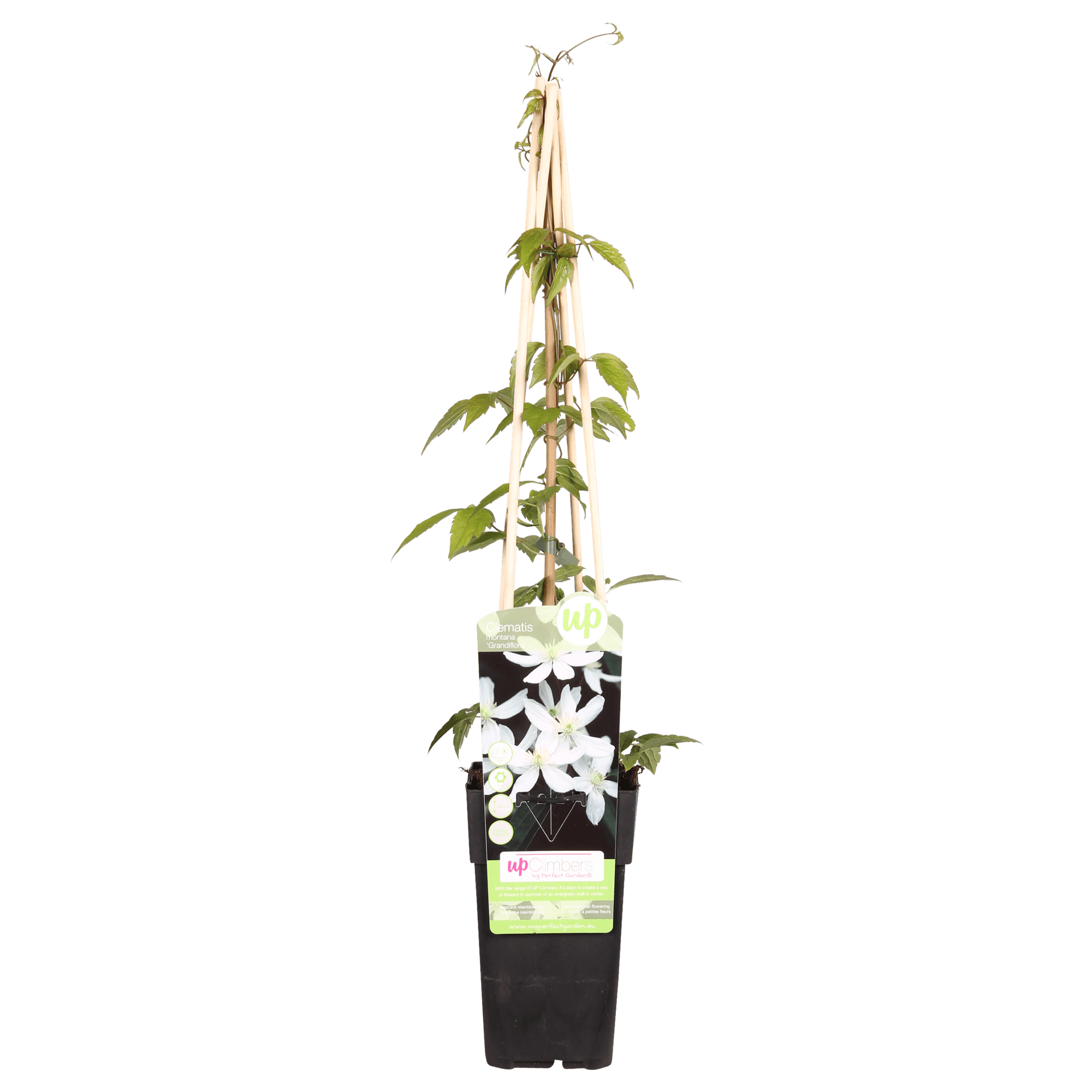 Waldrebe – Clematis Montana 'Grandiflora' – Weiße Blüten – Duftende Kletterpflanze – Ca. 65cm hoch – Ø15cm – Frühjahrsblüher – Plant