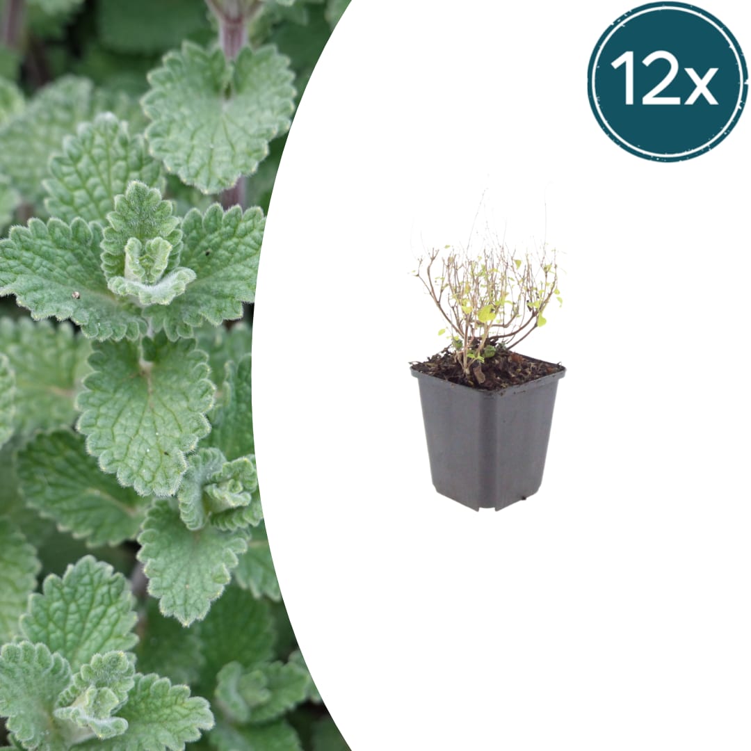 Bergminze Calamintha nepeta – Aromatische Staude für sonnige Beete & Steingarten – Insektenfreundlich & trockenheitsverträglich – Ø9cm