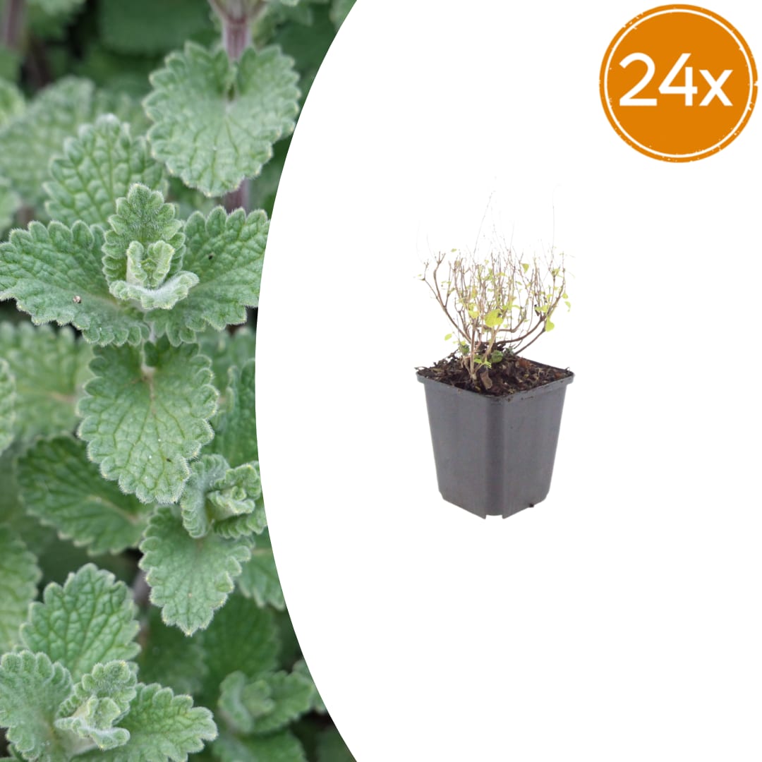 Bergminze Calamintha nepeta – Aromatische Staude für sonnige Beete & Steingarten – Insektenfreundlich & trockenheitsverträglich – Ø9cm