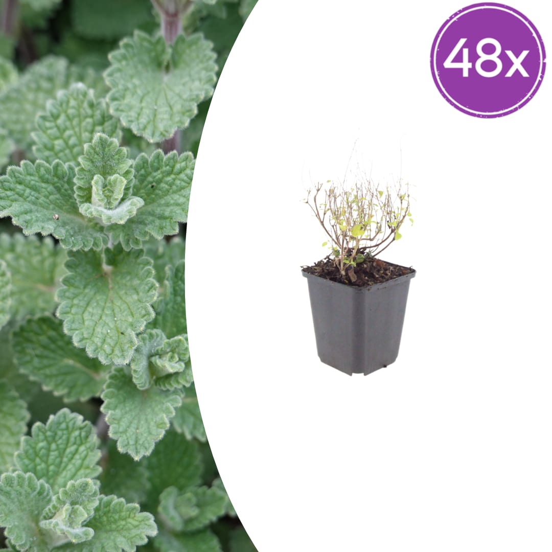 Bergminze Calamintha nepeta – Aromatische Staude für sonnige Beete & Steingarten – Insektenfreundlich & trockenheitsverträglich – Ø9cm