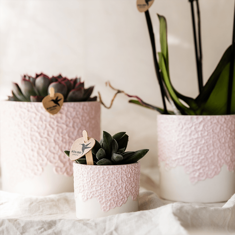 Ziertopf Bloom Pink – Blumentopf Ø9cm – Rosa Übertopf mit Blütenstruktur – Moderner Pflanztopf für Zimmerpflanzen Kräuter Sukkulenten & Deko – Pot
