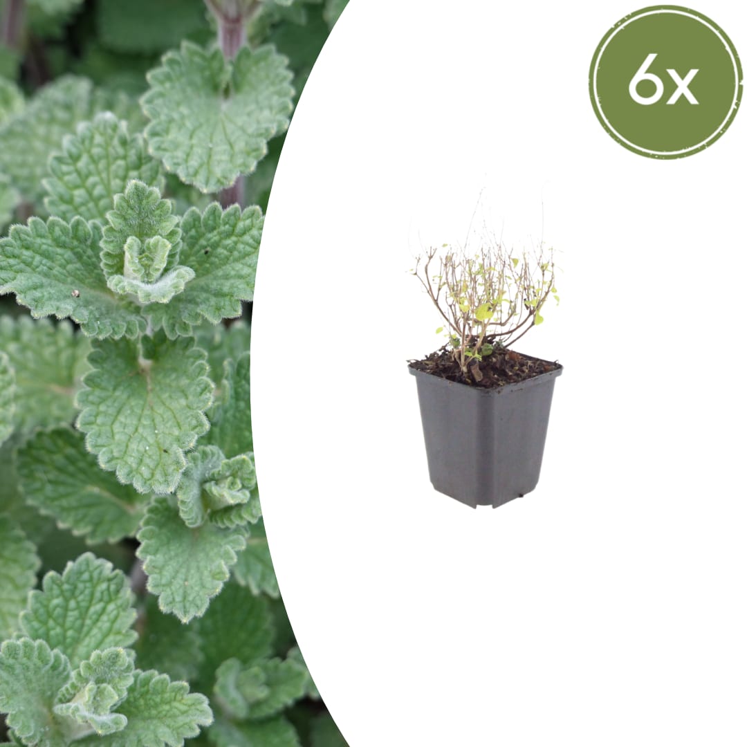 Bergminze Calamintha nepeta – Aromatische Staude für sonnige Beete & Steingarten – Insektenfreundlich & trockenheitsverträglich – Ø9cm