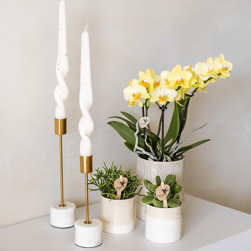 Übertopf Tree Travertine Ø6cm – Mini Blumentopf in Naturstein – Optik – strukturierter Keramik – Übertopf in neutralem Ton – Pot