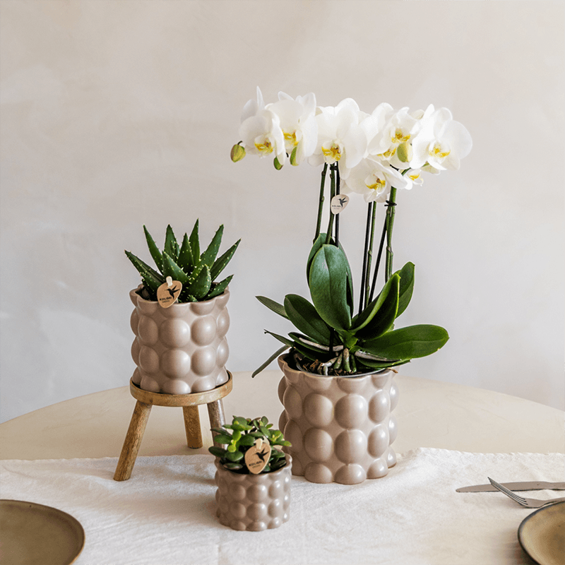 Pflanzenset Cotton Sand – Grüne Pflanzen mit Weißer Phalaenopsis Orchidee Ghent – 3 Keramiktöpfe in Sandfarbe mit Holzständer – Natürlich & stilvoll – Plant