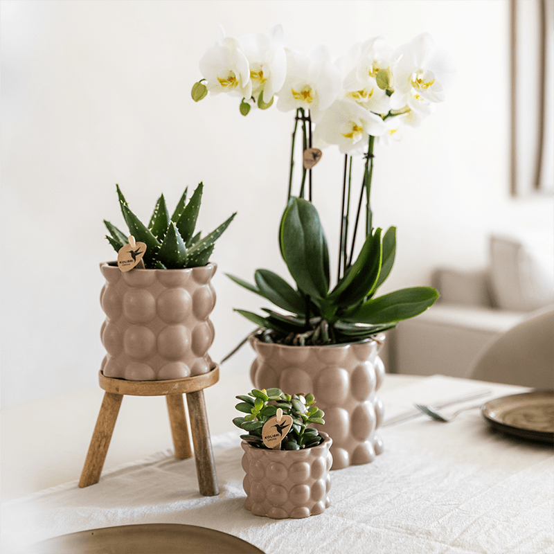 Pflanzenset Cotton Sand – Grüne Pflanzen mit Weißer Phalaenopsis Orchidee Ghent – 3 Keramiktöpfe in Sandfarbe mit Holzständer – Natürlich & stilvoll – Plant