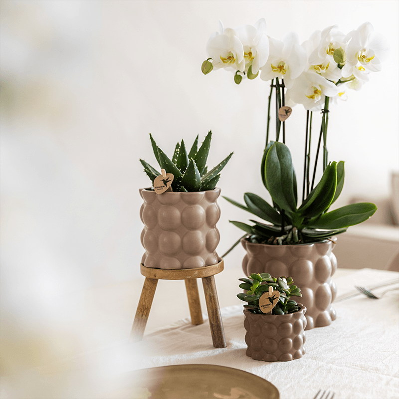 Pflanzenset Cotton Sand – Grüne Pflanzen mit Weißer Phalaenopsis Orchidee Ghent – 3 Keramiktöpfe in Sandfarbe mit Holzständer – Natürlich & stilvoll – Plant