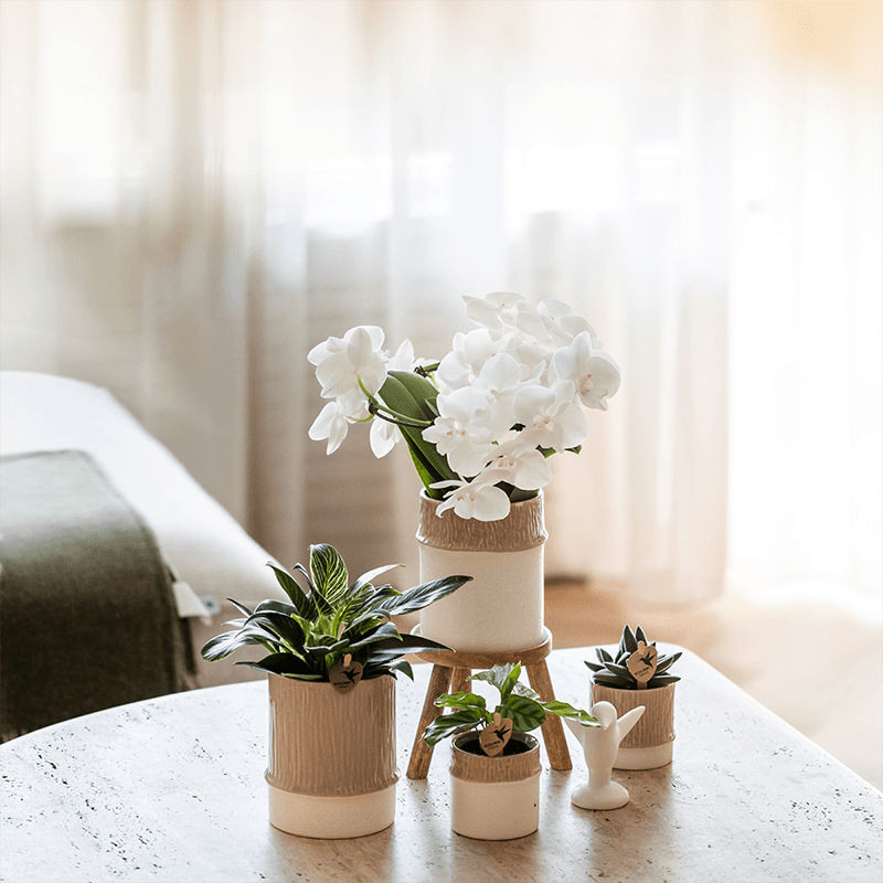 Übertopf Tree sand Ø6cm – Mini Blumentopf mit Struktur – neutraler Keramik – Übertopf für kleine Zimmerpflanzen, Orchideen & Sukkulenten – Pot