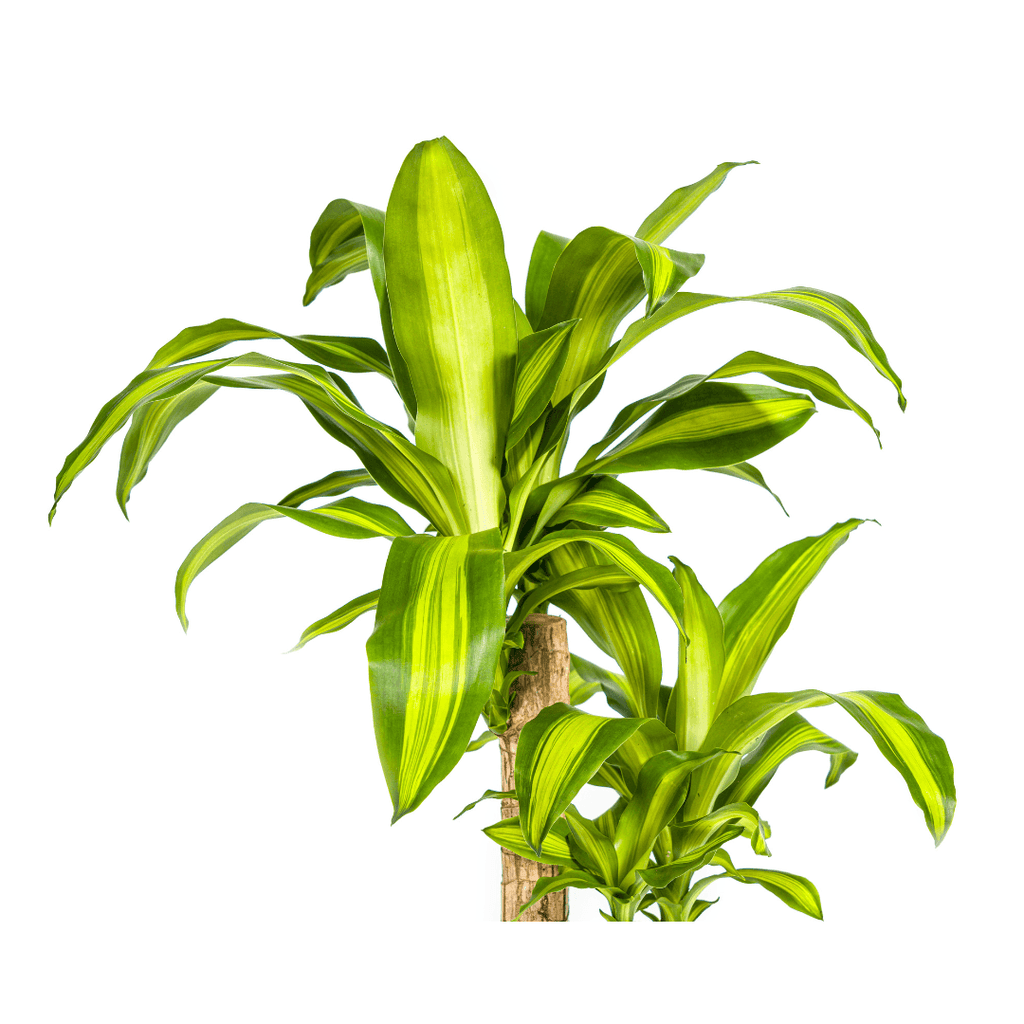 Drachenbaum Dracaena Fragrans Massangeana – Zimmerpflanze – Ø19cm – ↕70-90cm – tropisches Blattwerk – pflegeleicht & robust