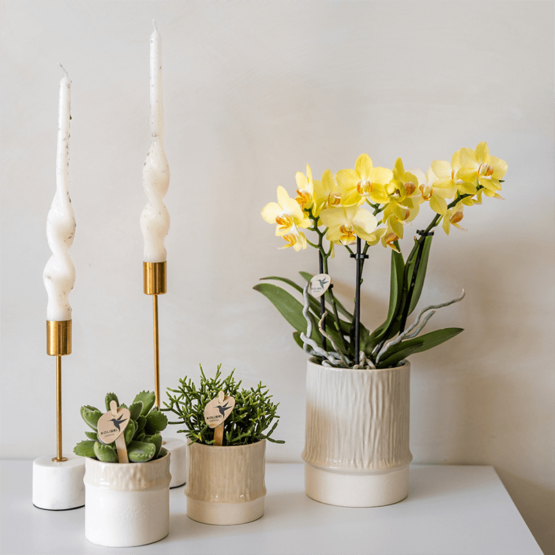 Übertopf Tree Travertine Ø6cm – Mini Blumentopf in Naturstein – Optik – strukturierter Keramik – Übertopf in neutralem Ton – Pot