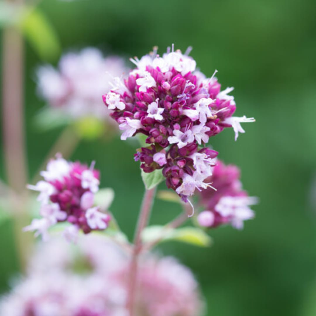 Origanum laevigatum Herrenhausen – Ø9cm – Höhe 10-25cm – Winterharter Zieroregano – Bienenfreundlich – Für Beet & Steingarten