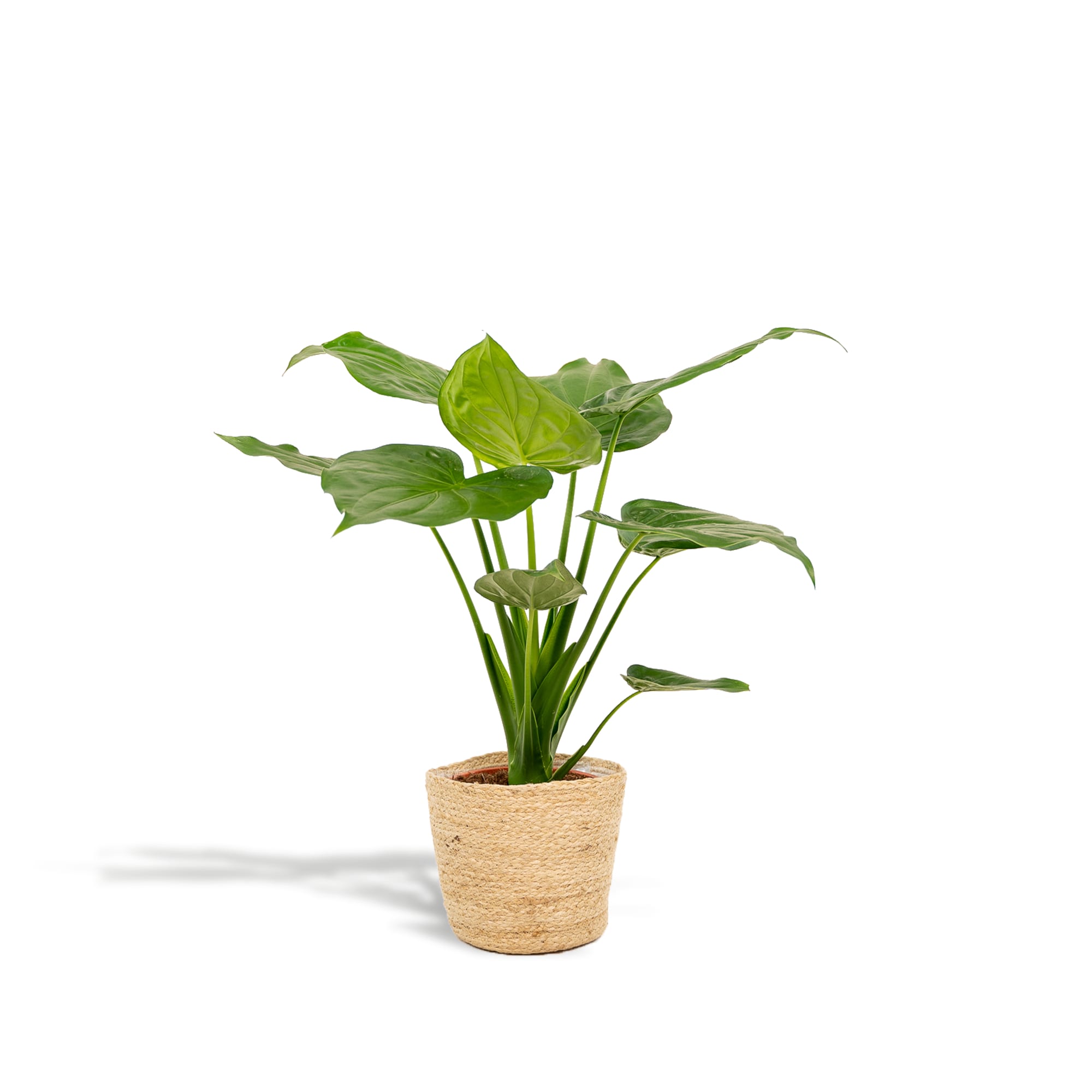Alocasia Cucullata – Pfeilblatt – Zimmerpflanze – Ø19cm – ↕65cm – inkl. Naturkorb – Elefantenohr – Luftreinigend – Tropisches Flair – Plant