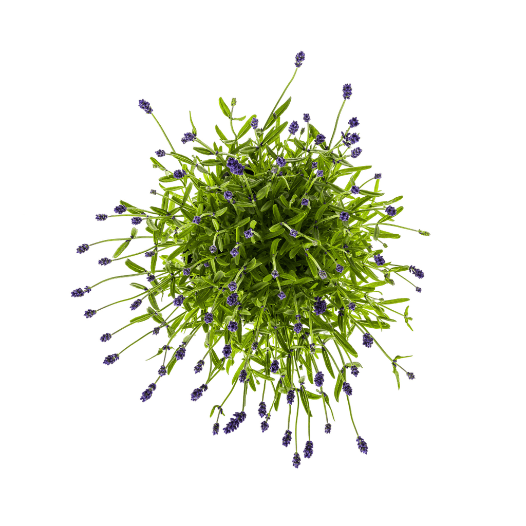 Echter Lavendel Lavandula angustifolia – Ø19cm – Höhe 40–50cm – Duftende Garten- und Balkonpflanze – Bienenfreundlich & Pflegeleicht – Plant