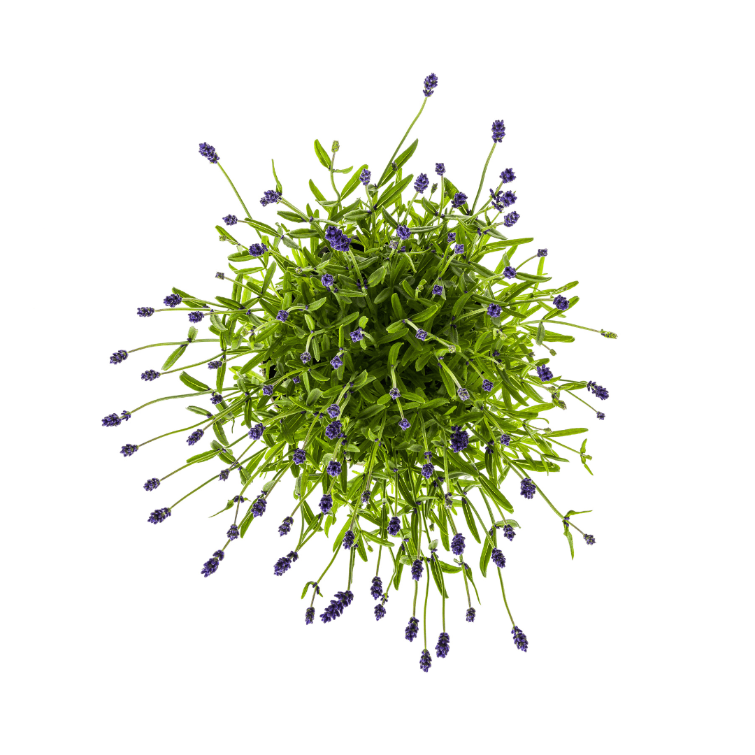 Echter Lavendel Lavandula angustifolia – Ø19cm – Höhe 40–50cm – Duftende Garten- und Balkonpflanze – Bienenfreundlich & Pflegeleicht – Plant