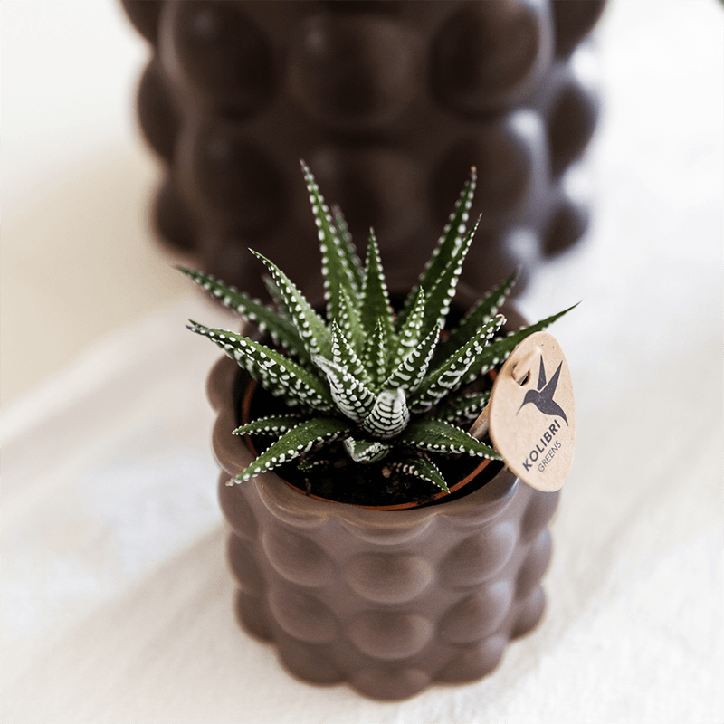 Pflanzenset Cotton Braun – Weiße Phalaenopsis Orchidee Ghent & 2 Sukkulenten – Keramische Übertöpfe Ø6, Ø9 & Ø12cm – Elegantes Pflanzenset für Zuhause – Plant