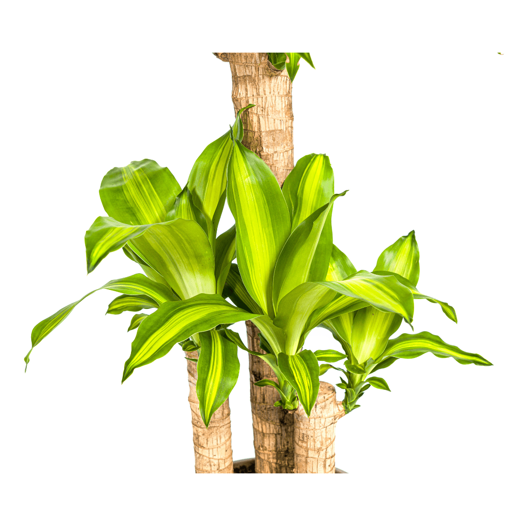 Drachenbaum – Dracaena Fragrans Massangeana – Zimmerpflanze – Tropisches Flair – Luftreinigend – Ø21cm – Höhe 90-110cm – Pflegeleicht – Plant