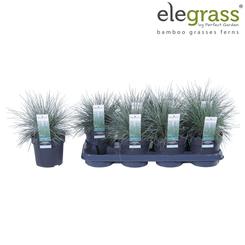 Blauschwingel Festuca glauca Azura Blue Ø14cm – Höhe ca.30cm – silberblaues Ziergras winterhart & immergrün – Plant