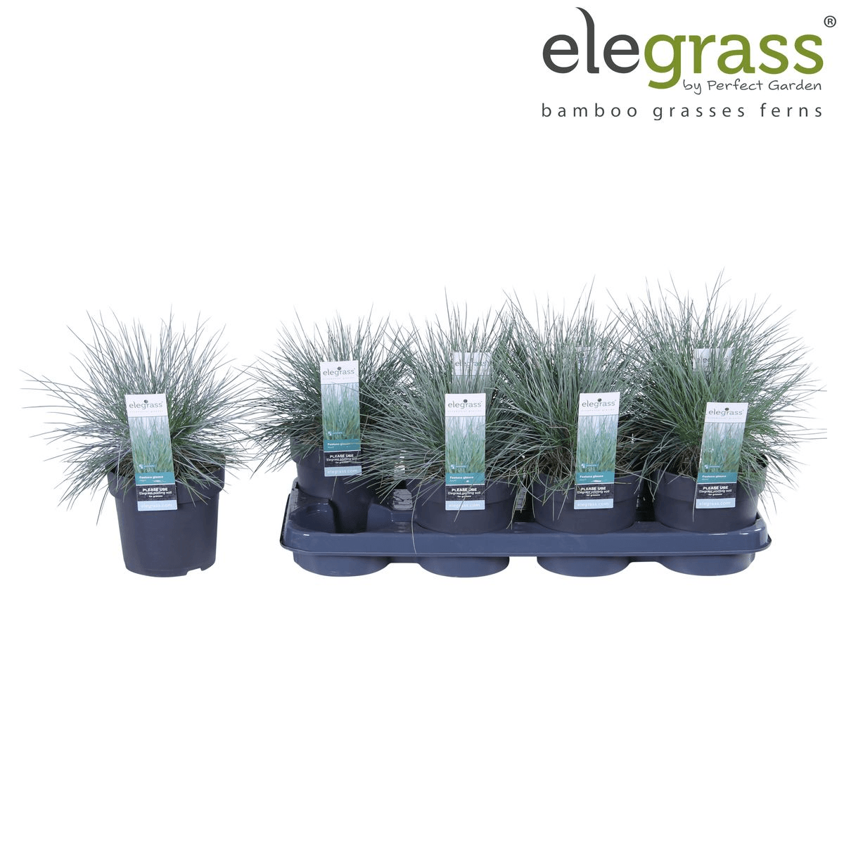 Blauschwingel Festuca glauca Azura Blue Ø14cm – Höhe ca.30cm – silberblaues Ziergras winterhart & immergrün – Plant