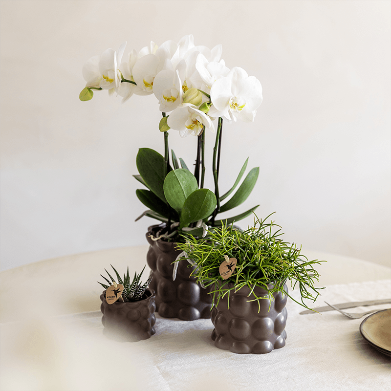 Pflanzenset Cotton Braun – Weiße Phalaenopsis Orchidee Ghent & 2 Sukkulenten – Keramische Übertöpfe Ø6, Ø9 & Ø12cm – Elegantes Pflanzenset für Zuhause – Plant