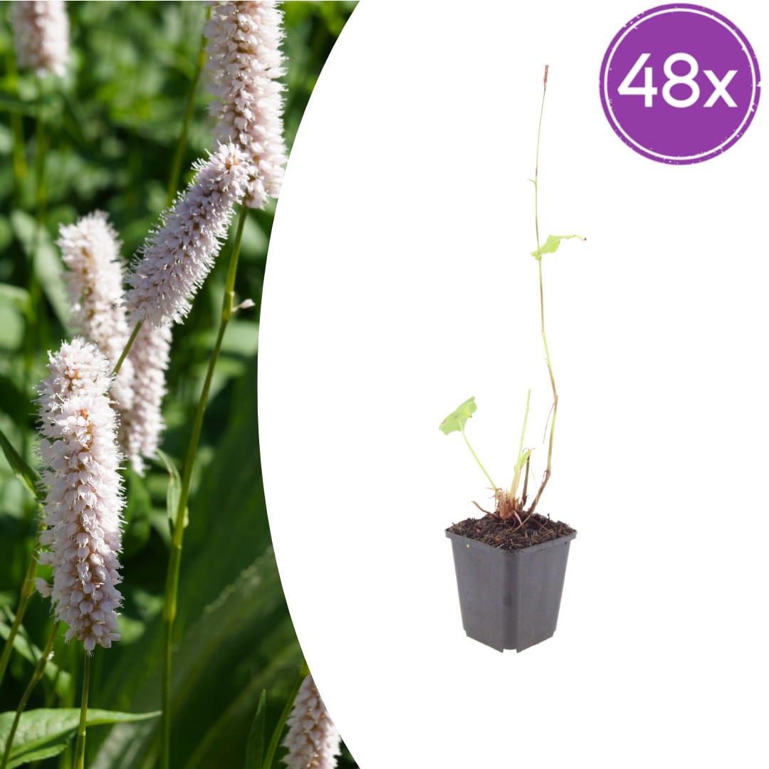 Persicaria bistorta Superba – 48 Pflanzen Ø9cm – Höhe 10-25cm – Rosa Blütenstaude für feuchte Beete & Teichrand – Bienenfreundlich winterhart