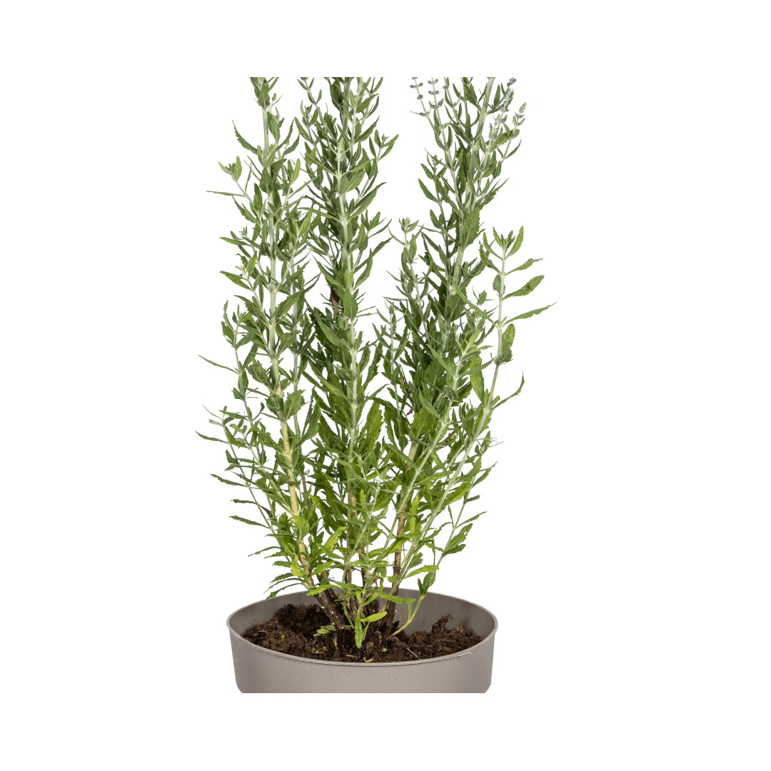 Perovskia atriplicifolia – Blauraute – Ø19cm – ↕50–60cm – Lavendelblaue Blüten – Aromatisches Ziergehölz für sonnige Beete & Steingärten – Plant