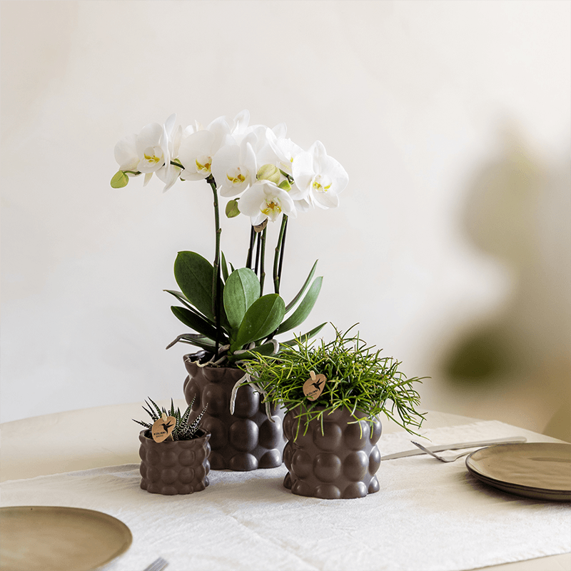 Pflanzenset Cotton Braun – Weiße Phalaenopsis Orchidee Ghent & 2 Sukkulenten – Keramische Übertöpfe Ø6, Ø9 & Ø12cm – Elegantes Pflanzenset für Zuhause – Plant