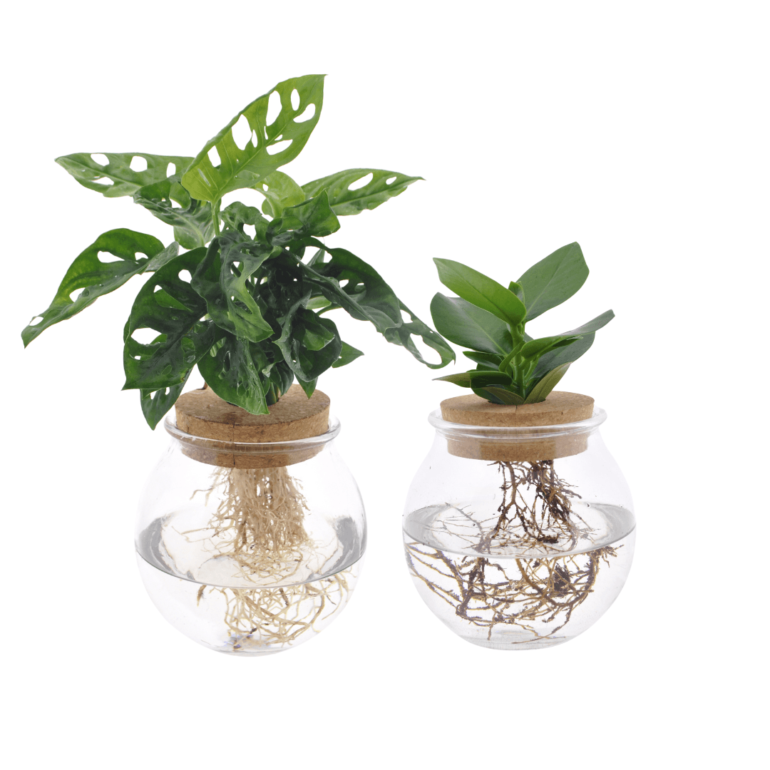 Hydroponie – Set – Monstera Adansonii & Clusia im Glas – 2er – Set – Ø12cm – ↕30cm – Zimmerpflanzen im Wasserglas – Pflegeleicht & dekorativ – Plant