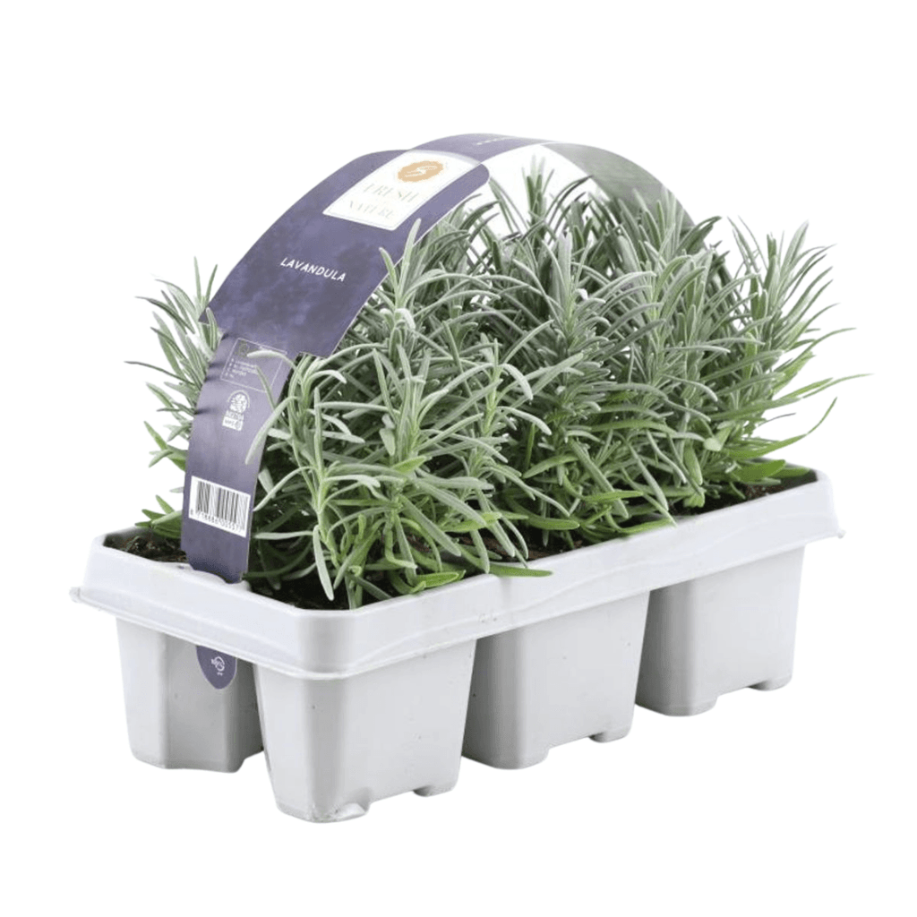 Echter Lavendel – Lavendel angustifolia – 6 Pflanzen – Ø7cm, ↕15cm – Duftend, Pflegeleicht & Winterhart – Für Garten, Balkon & Terrasse – Plant