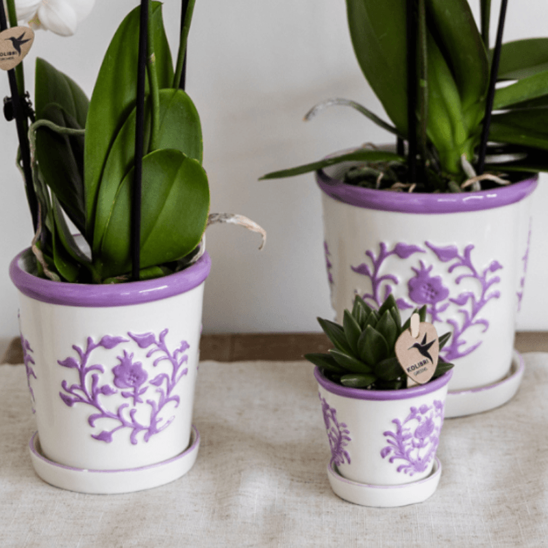 Orchidee Vienna Lila im Malaga Ziertopf Lila – Ø9cm – Zimmerpflanze mit 2-3 kräftigen Zweigen – Blühende Indoor – Orchidee – Plant