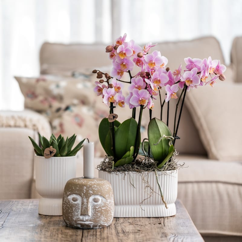 Orchideen-Set Treviso Rosé altrosa 2xØ9cm – Diabolo Twin Pink Doppel-Übertopf – üppig blühende Zimmerorchideen – romantische Deko für Wohnzimmer & Büro – ideal als Geschenk