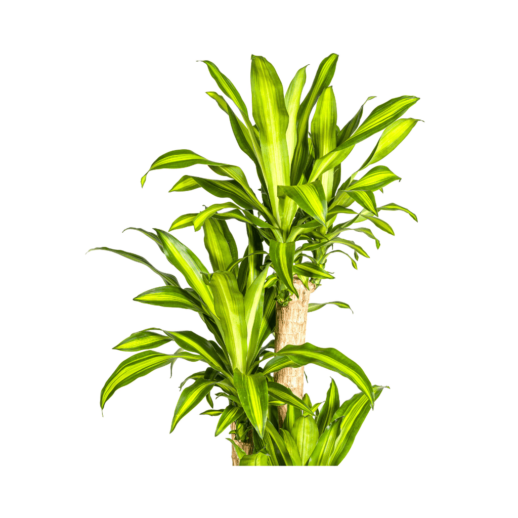 Dracaena Fragrans Massangeana – Drachenbaum – Ø30cm – ↕170-190cm – Tropische Zimmerpflanze – Robust & pflegeleicht – Plant