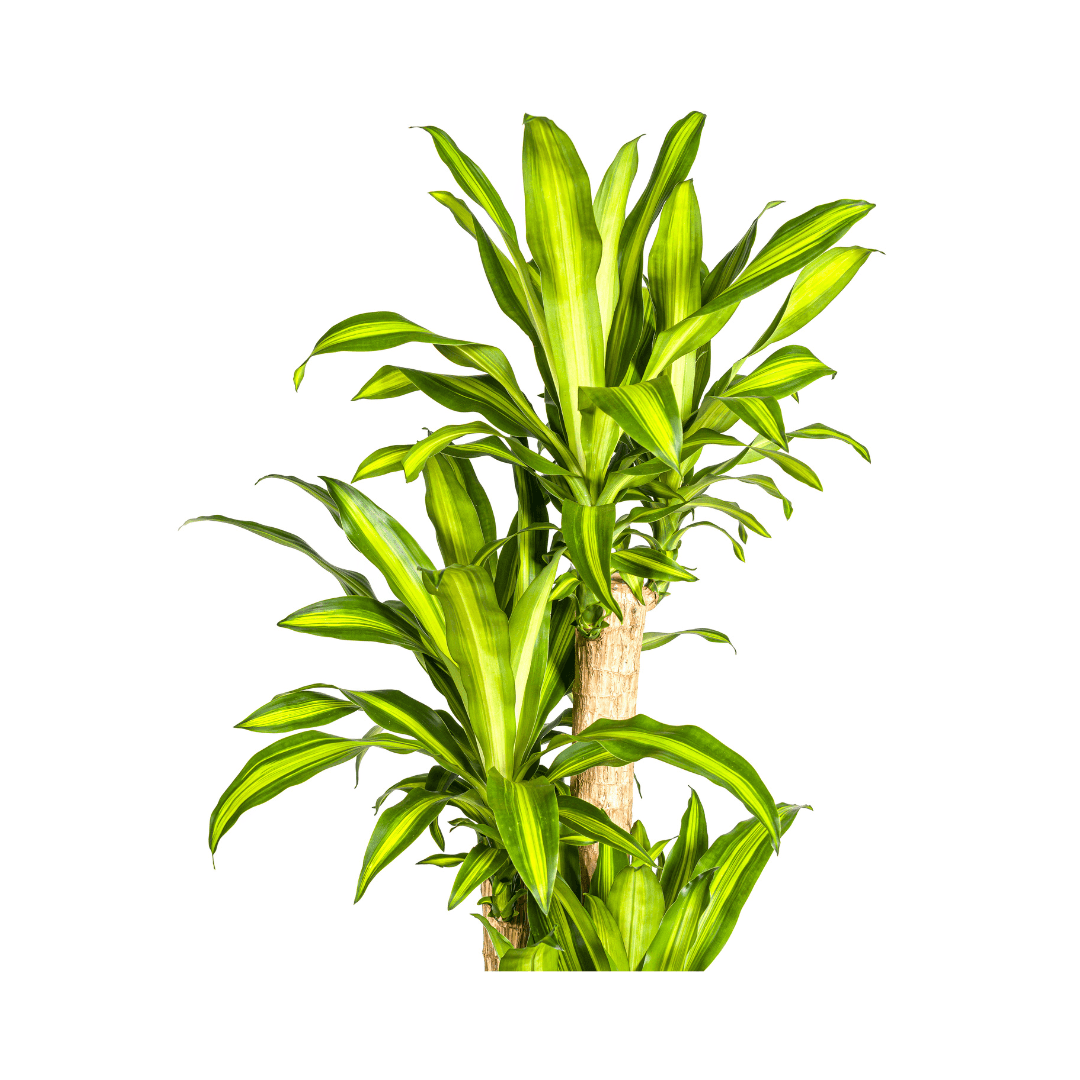 Dracaena Fragrans Massangeana – Drachenbaum – Ø30cm – ↕170-190cm – Tropische Zimmerpflanze – Robust & pflegeleicht – Plant