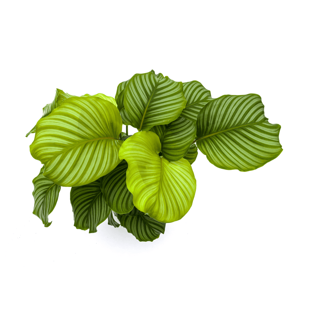 Korbmarante Calathea Orbifolia – Zimmerpflanze – Ø27cm – ↕70-90cm – große dekorative Blätter – pflegeleicht & tropisches Flair – Plant