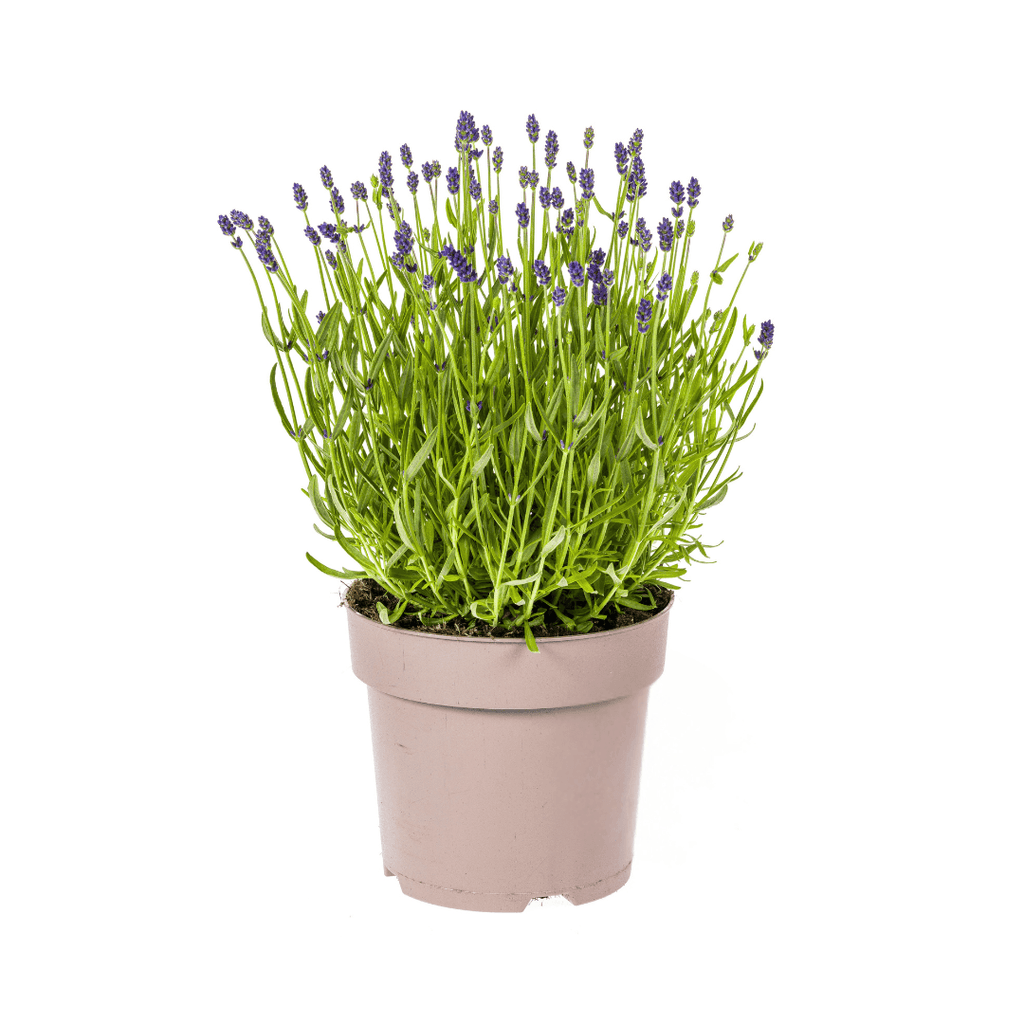 Echter Lavendel Lavandula angustifolia – Ø19cm – Höhe 40–50cm – Duftende Garten- und Balkonpflanze – Bienenfreundlich & Pflegeleicht – Plant