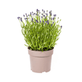 Echter Lavendel Lavandula angustifolia – Ø19cm – Höhe 40–50cm – Duftende Garten- und Balkonpflanze – Bienenfreundlich & Pflegeleicht – Plant